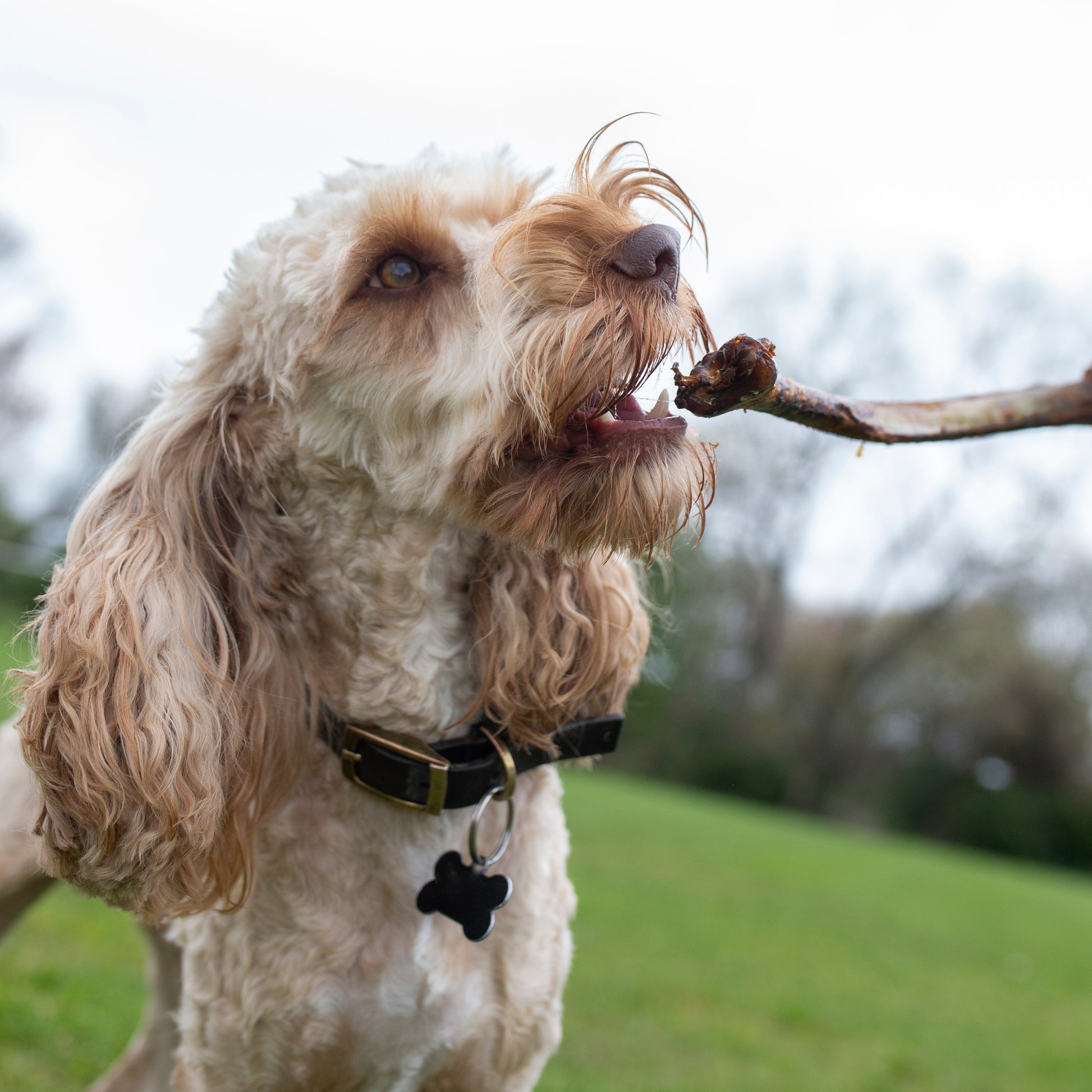 Mabel's Natural Pet Supplies ostrich wing dog treat, large single natural dog treat with long-lasting chewy texture