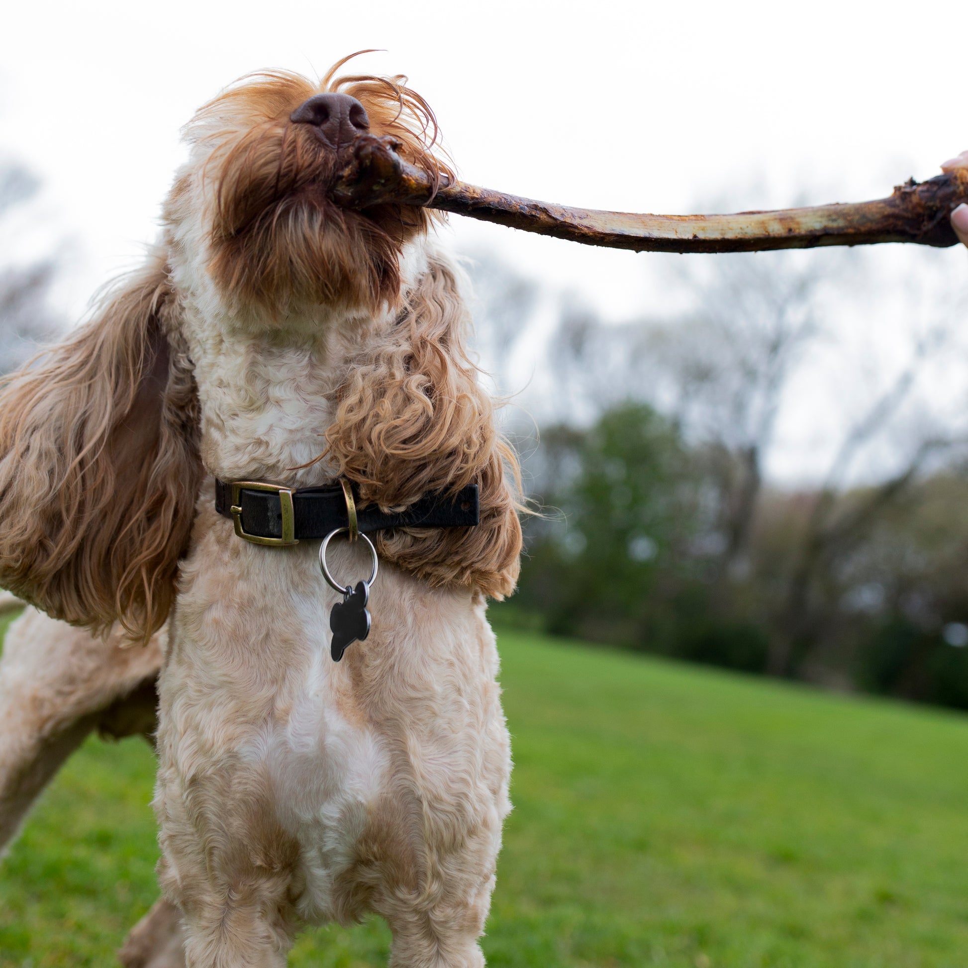 Long-lasting natural ostrich wing dog treat from Mabel's Natural Pet Supplies™, showing a single dried ostrich wing on a white background.