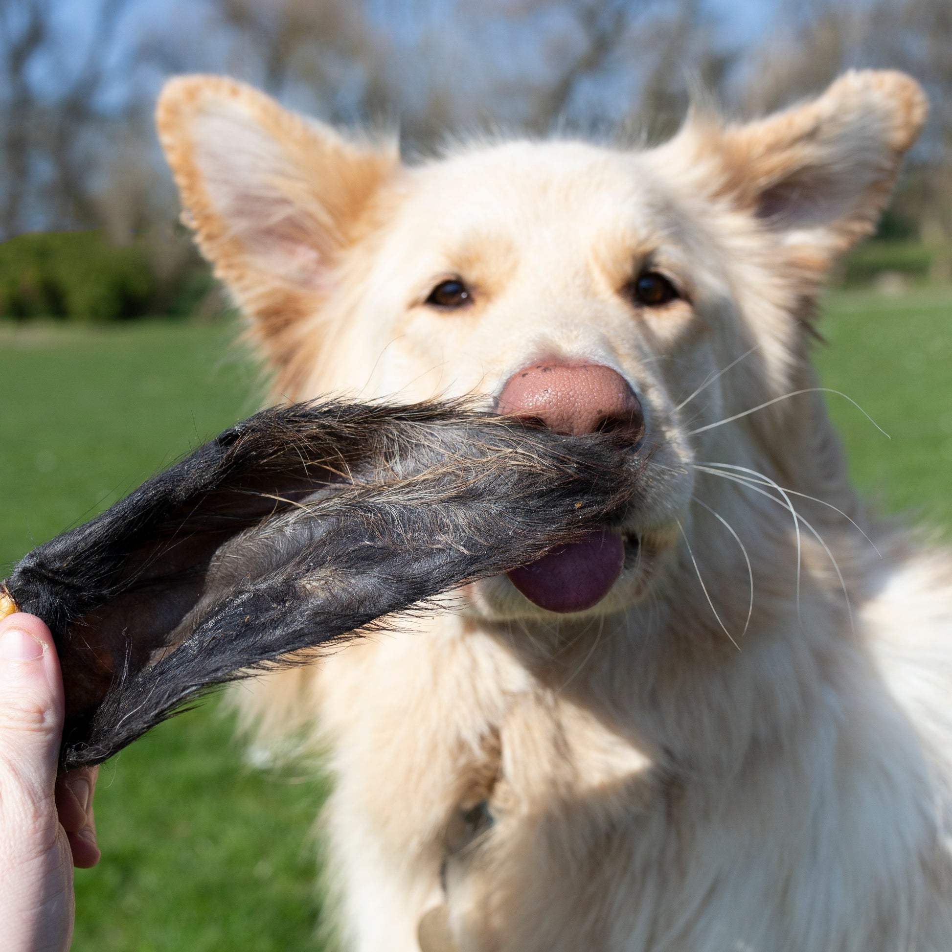 Natural hairy buffalo ears dog treats by Mabel's Natural Pet Supplies, pack of 10, showing textured, chewed buffalo ear treats for dogs.