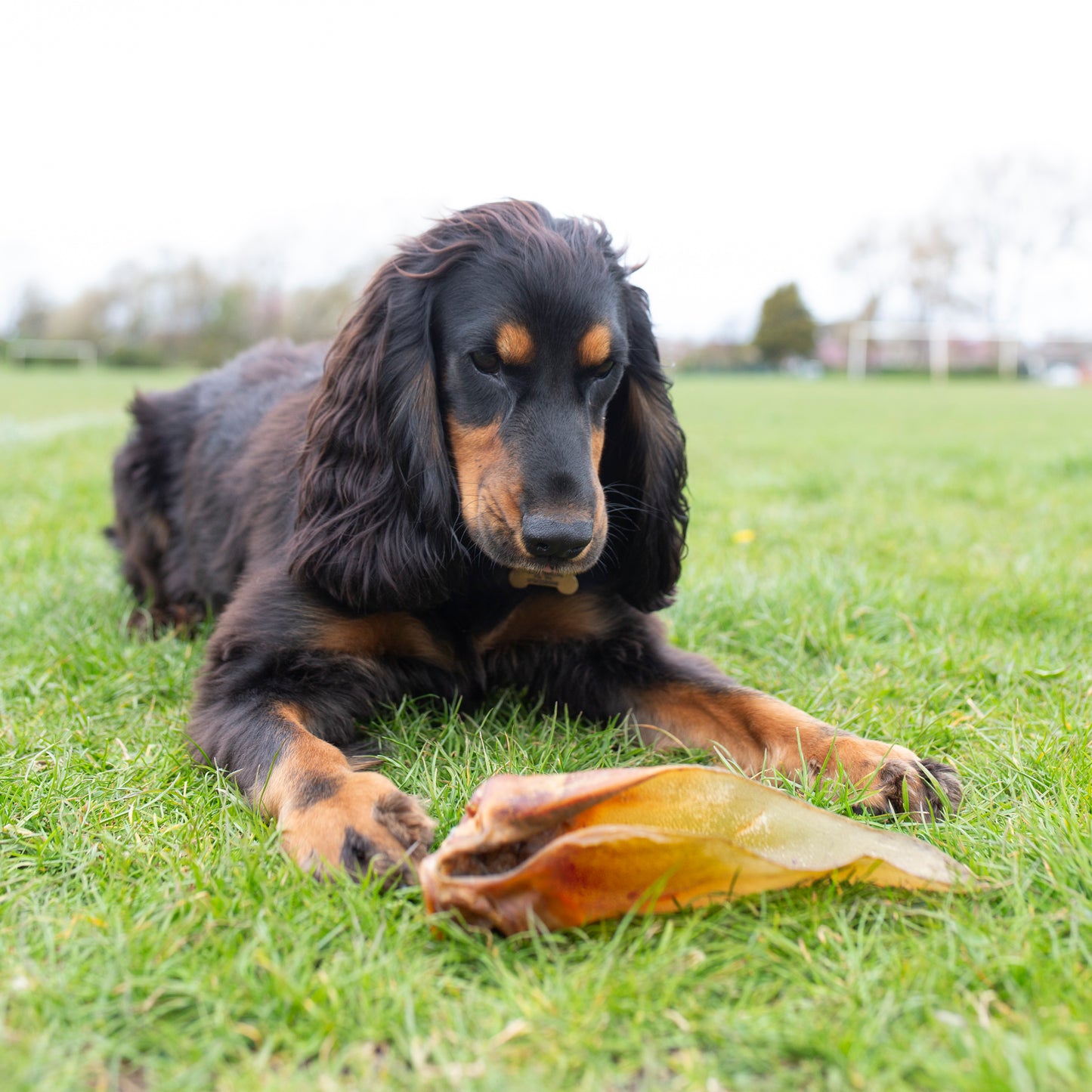 Pack of 10 large natural buffalo ears dog treats from Mabel's Natural Pet Supplies™, no hair, ideal for dogs.