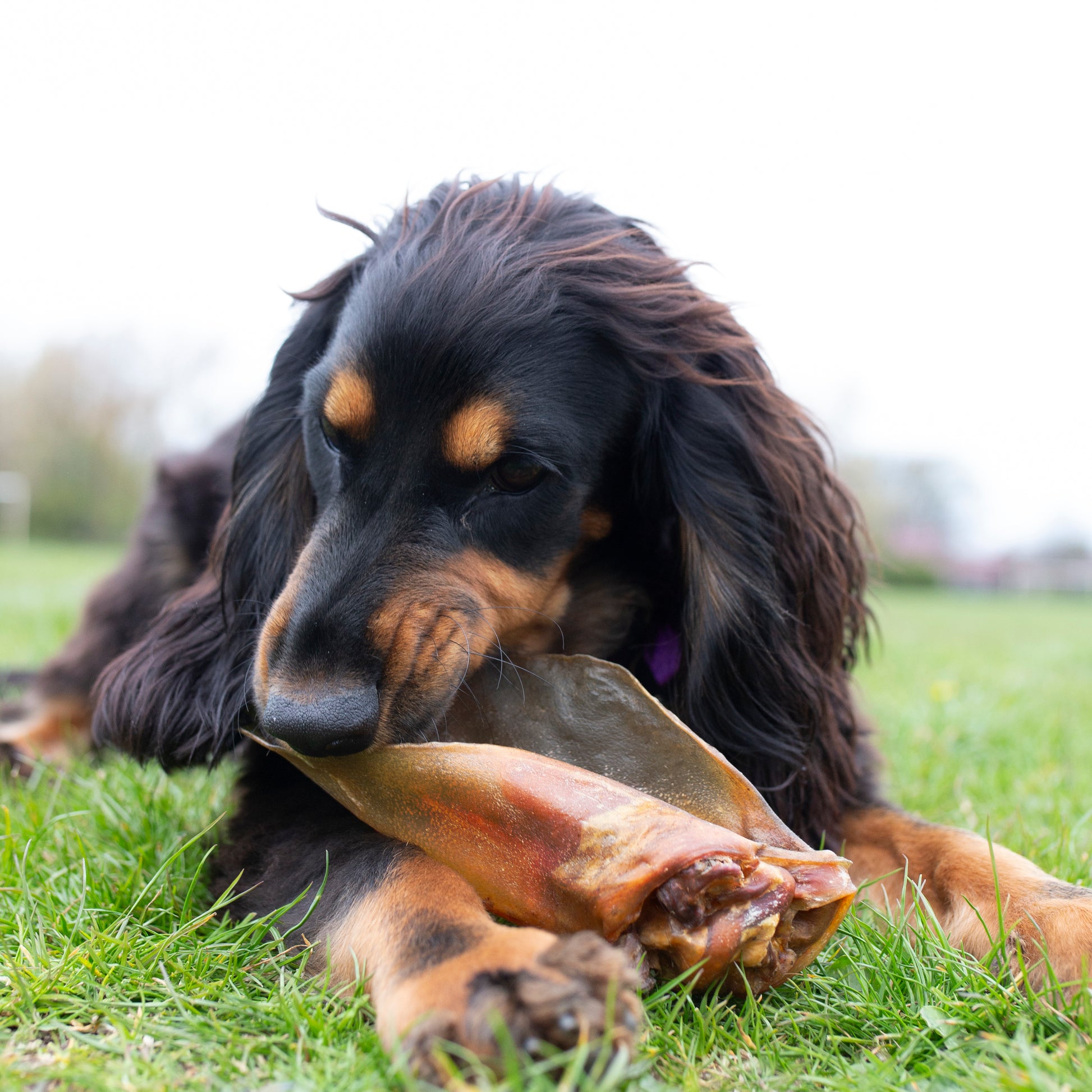 Pack of 10 large natural buffalo ears dog treats from Mabel's Natural Pet Supplies™, no hair, suitable for dogs.