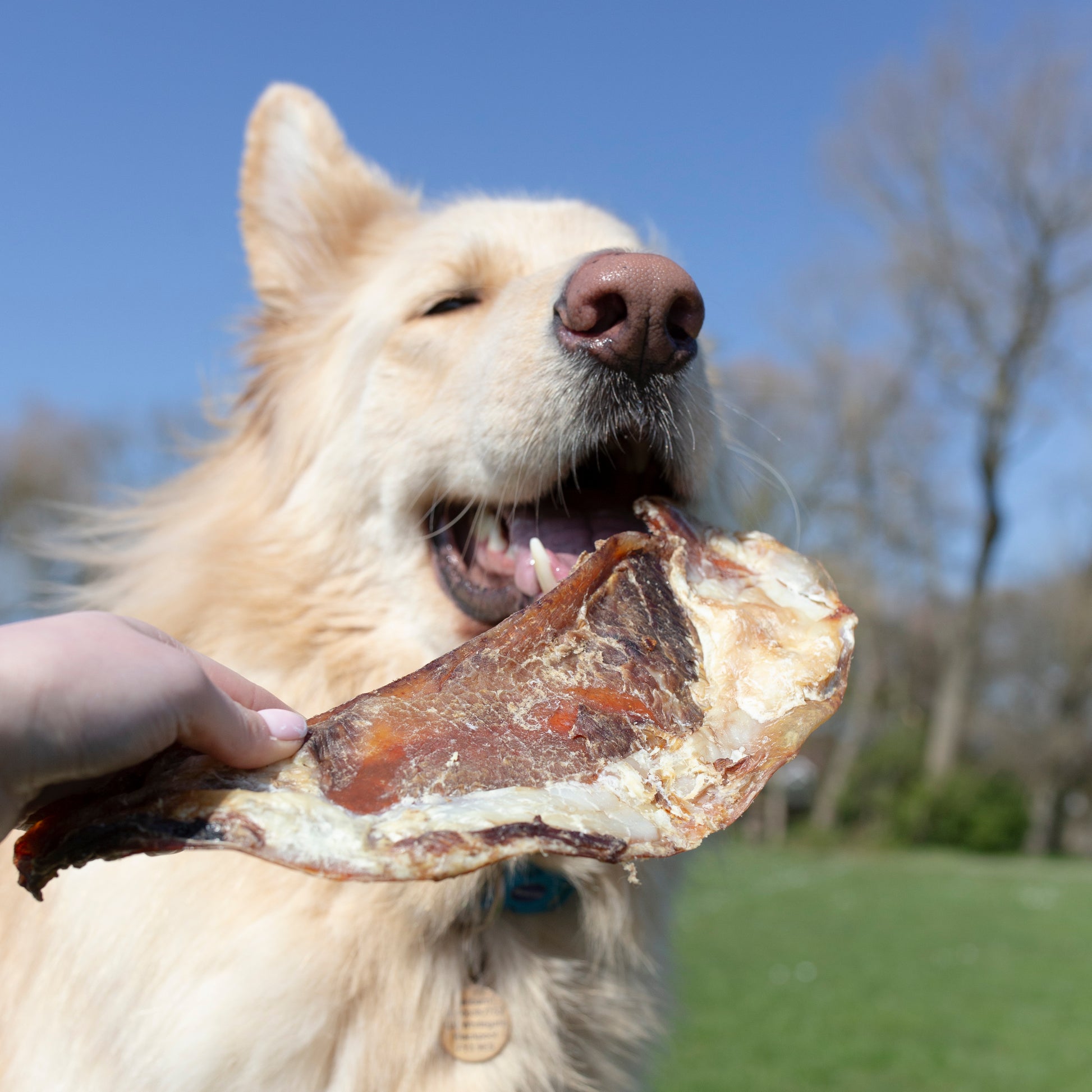 Natural beef cartilage dog treats in a bulk bag from Mabel's Natural Pet Supplies, available in 1kg, 2kg, or 5kg sizes.