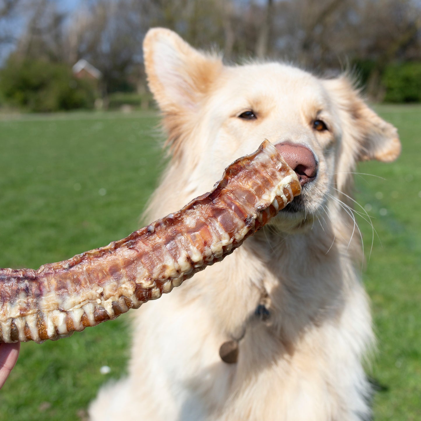 Dog treats by Mabel's Natural Pet Supplies featuring beef trachea in 1kg and 500g packs, shown in a clear, close-up view.