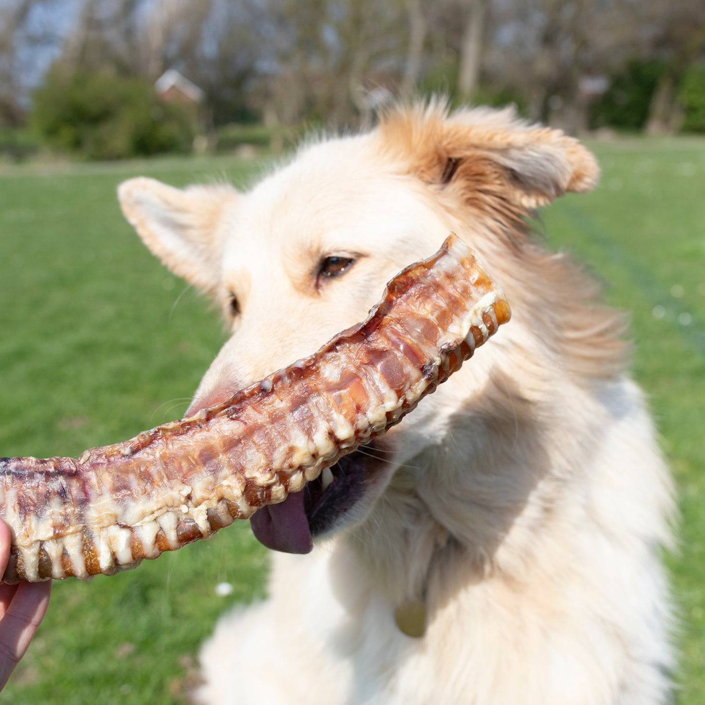 Dog treats by Mabel's Natural Pet Supplies featuring beef trachea in 1kg and 500g packages, shown in a close-up image.