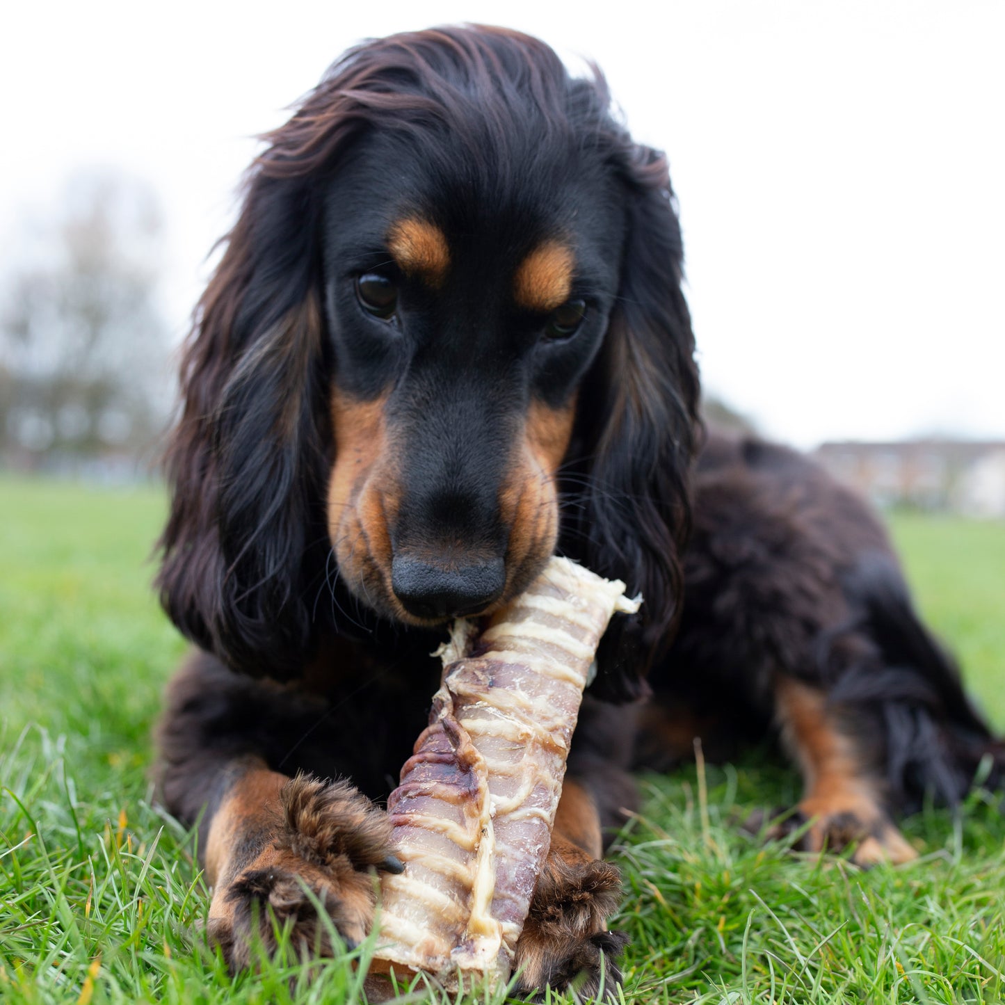 Beef trachea dog treats from Mabel's Natural Pet Supplies, fresh and natural, shown in a close-up image.