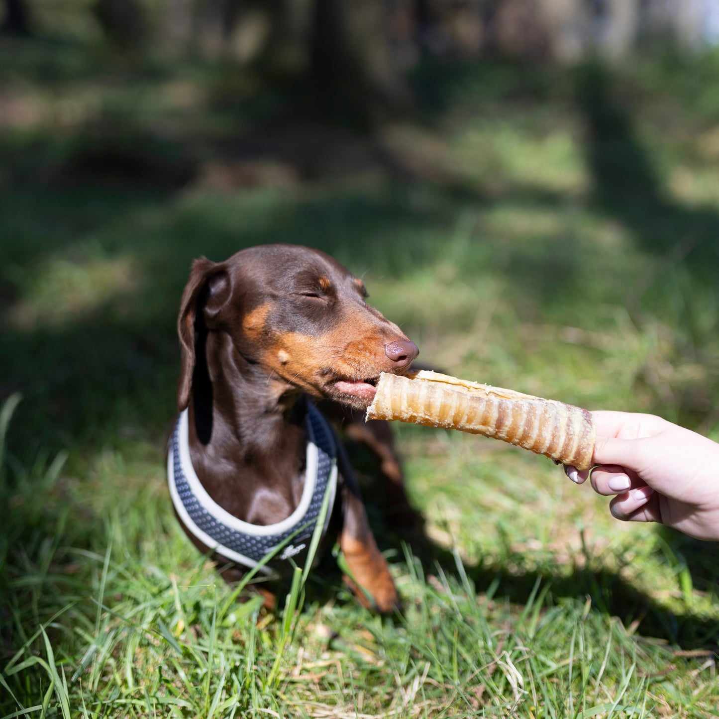 Beef trachea dog treats from Mabel's Natural Pet Supplies, 1kg and 500g packs, natural chews for dogs.