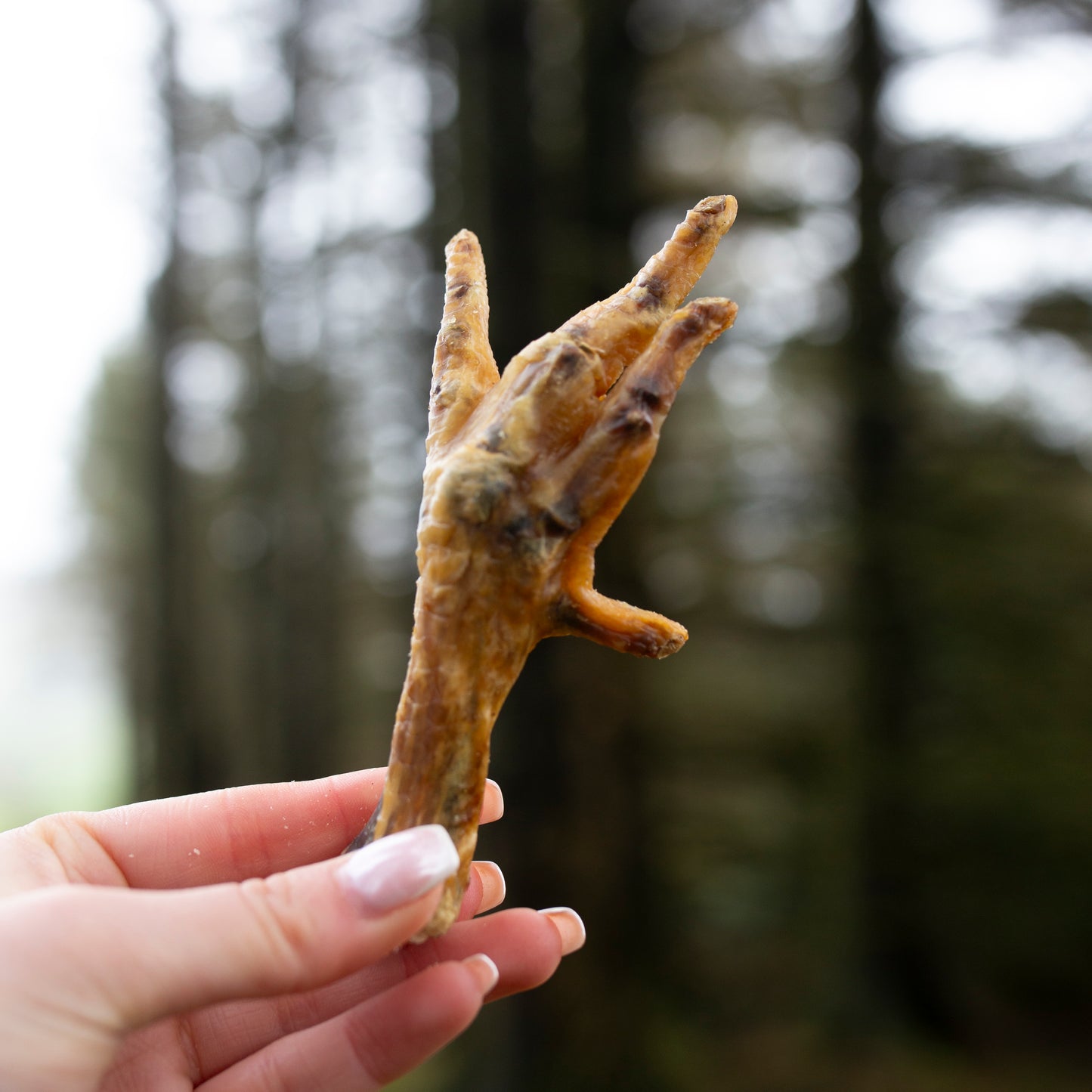 Mabel's Natural Pet Supplies™ air dried chicken feet for dogs, showing crispy, natural treats ideal for healthy joints and teeth.