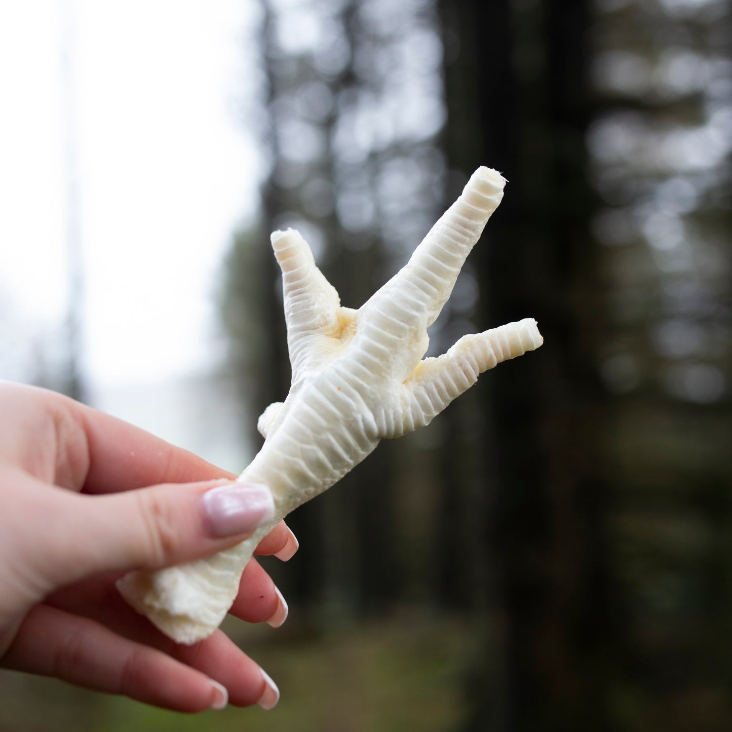 Puffed chicken feet dog treats from Mabel's Natural Pet Supplies™ in a 500g or 1kg bag, natural and crunchy for dogs.