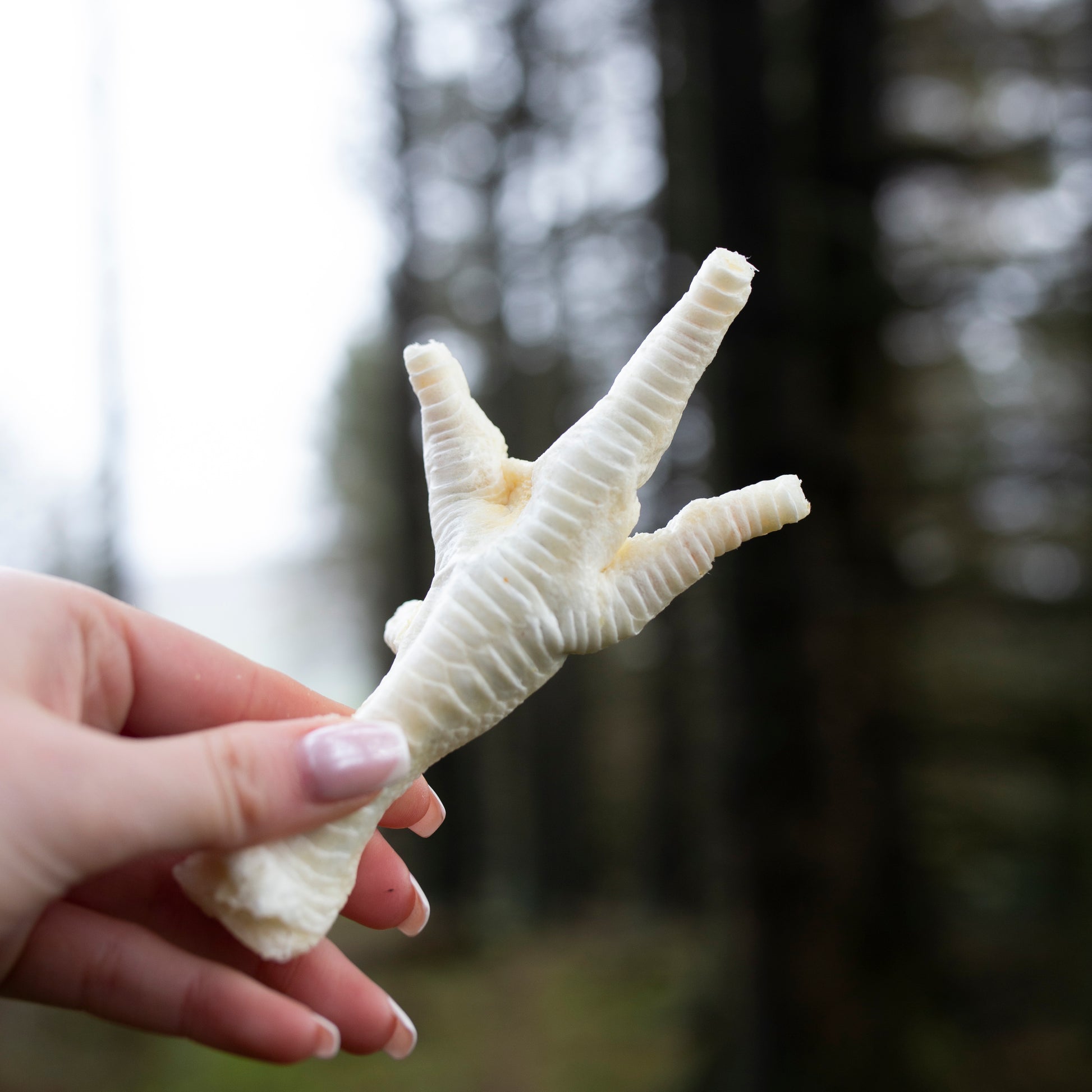Puffed chicken feet dog treats from Mabel's Natural Pet Supplies™ in a 500g or 1kg bag, natural and crunchy for dogs.