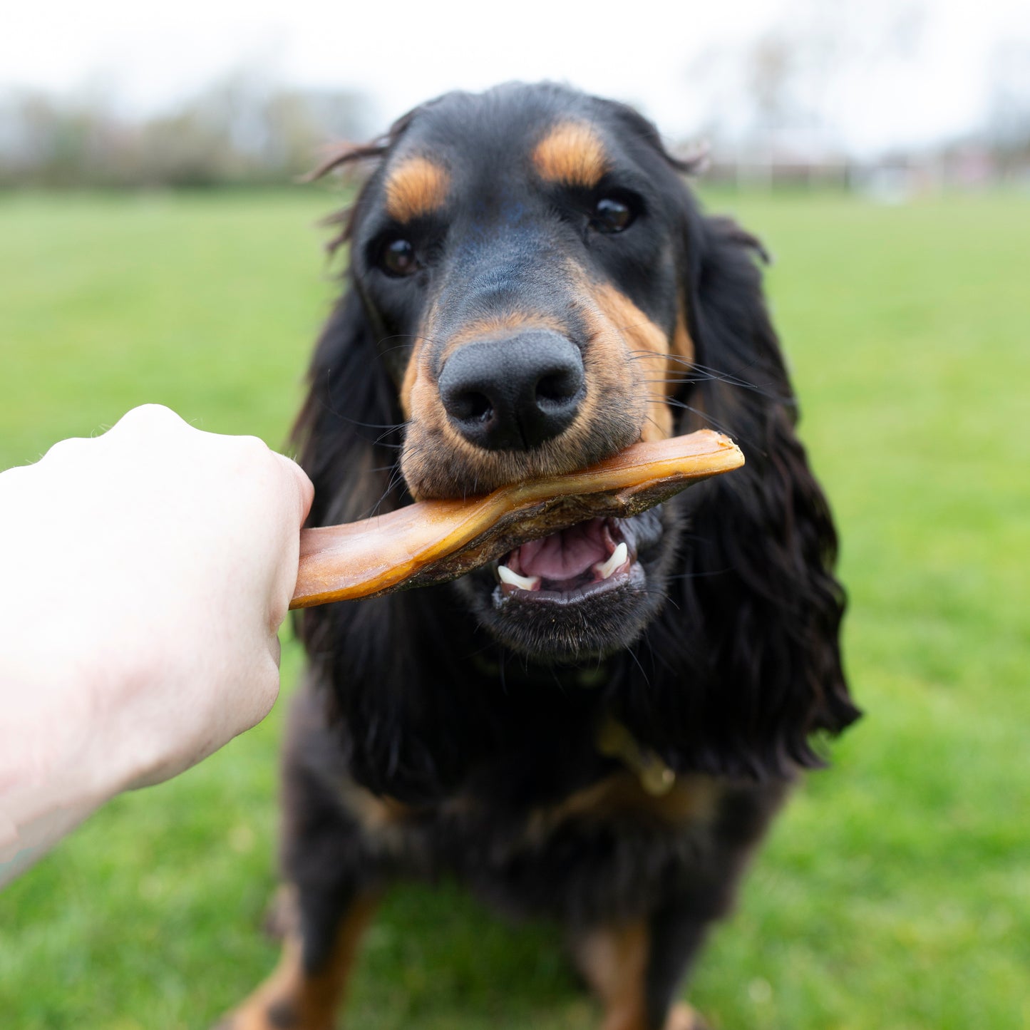 Beef skins, long lasting natural dog treat, bulk bag, dental chew