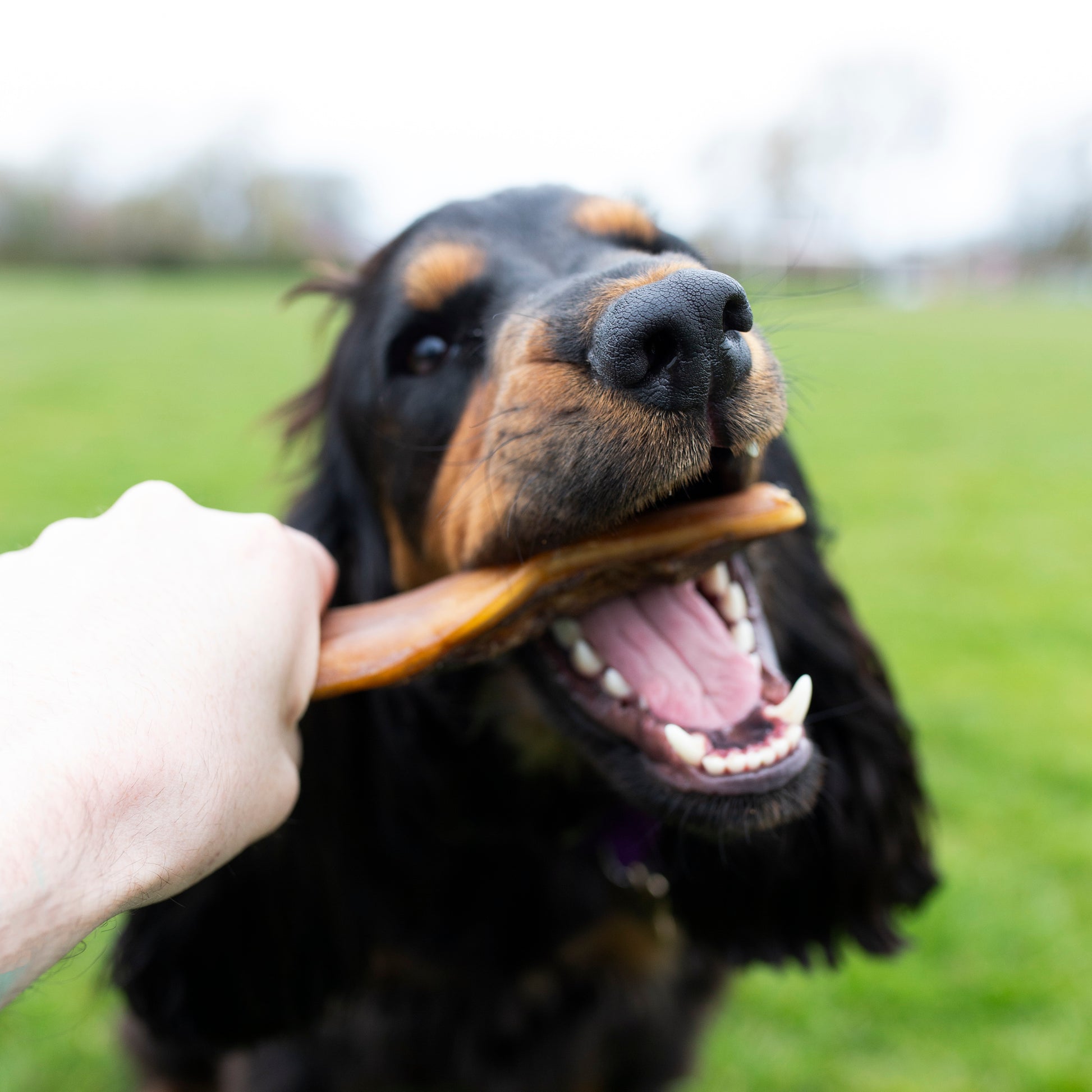 Mabel's Natural Pet Supplies™ beef skins dog treats in a bulk bag, long-lasting natural dental chews for dogs.