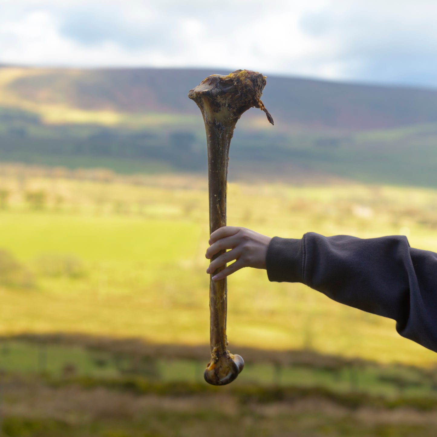 Mabel's Natural Pet Supplies™ air-dried ostrich caveman bone over 50cm, low fat, high protein dog treat on a white background
