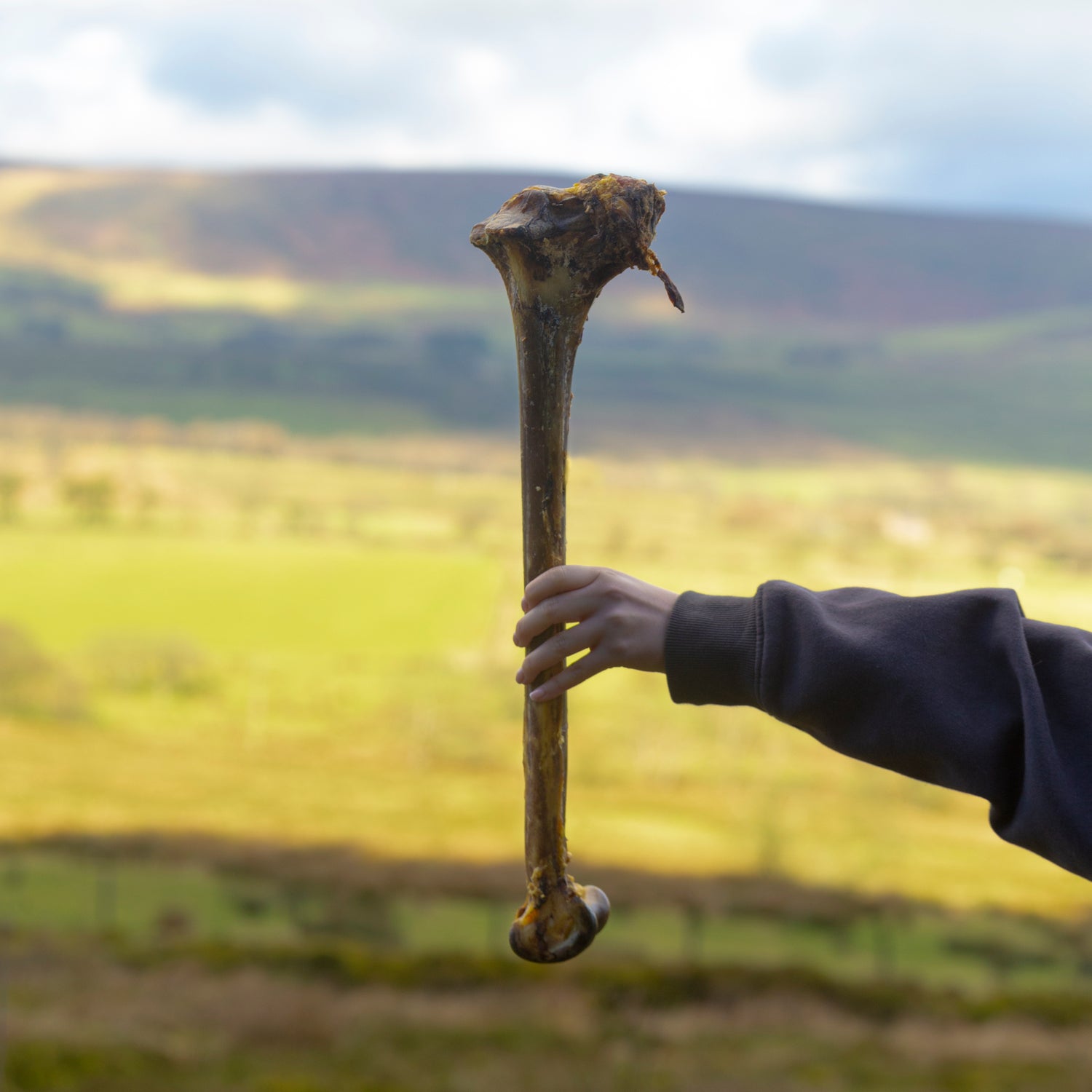 Mabel's Natural Pet Supplies™ air-dried ostrich caveman bone over 50cm, low fat, high protein dog treat on a white background