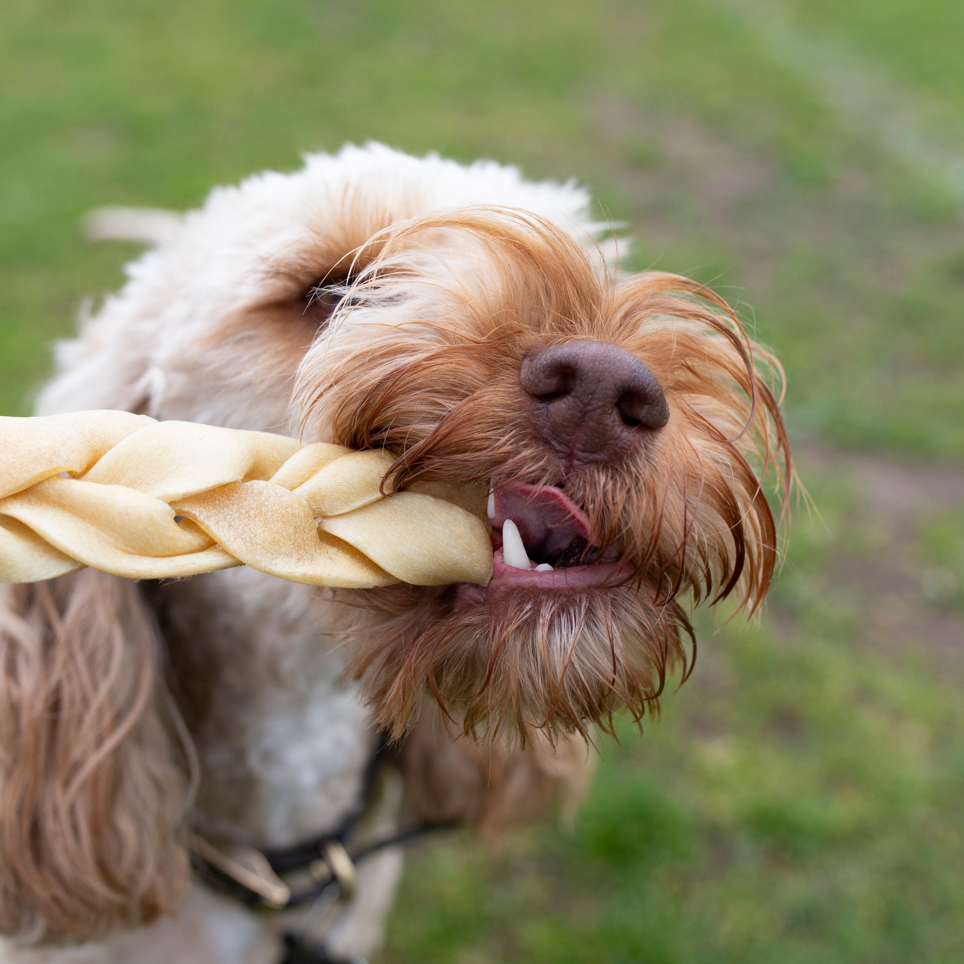 Braided beef head skin dog treat from Mabel's Natural Pet Supplies™, 30cm, showing the textured braided beef skin for dogs.