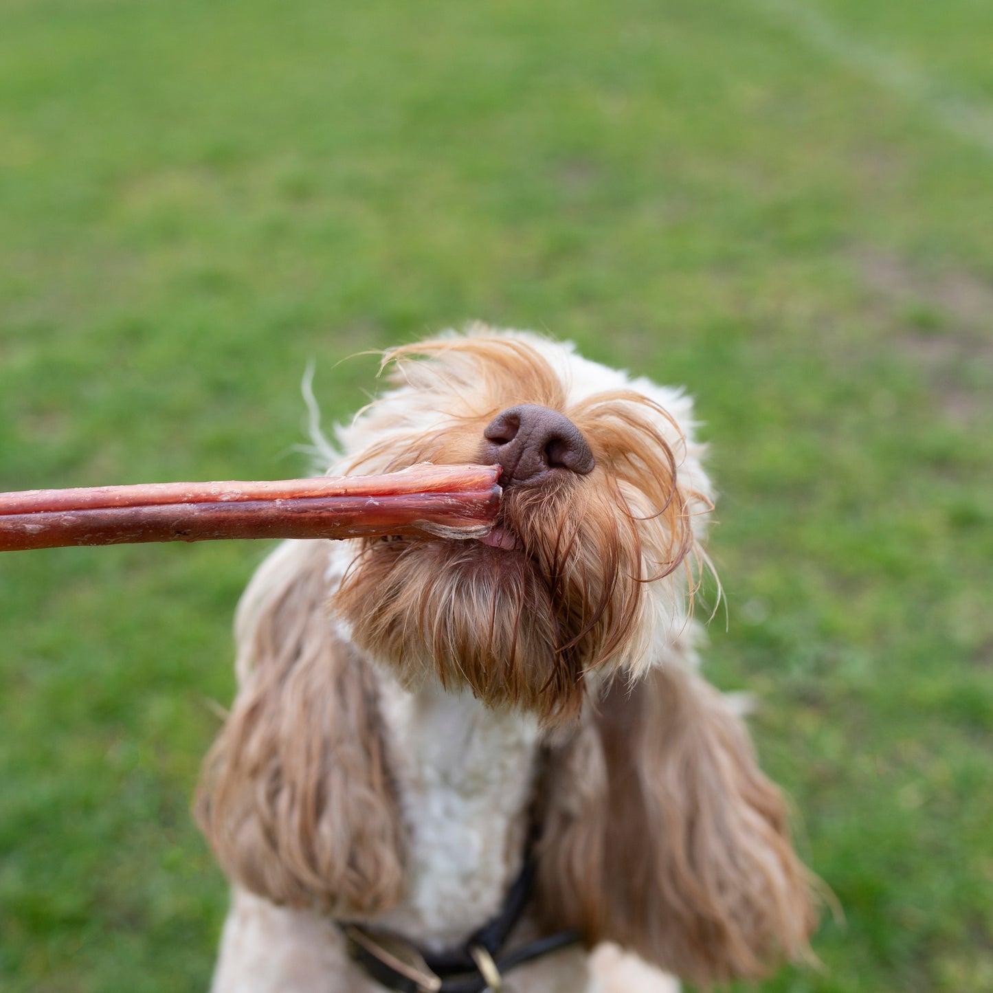 Mabel's Natural Pet Supplies™ Pizzles 24cm dog treats showing natural beef pizzles for dogs on a white background