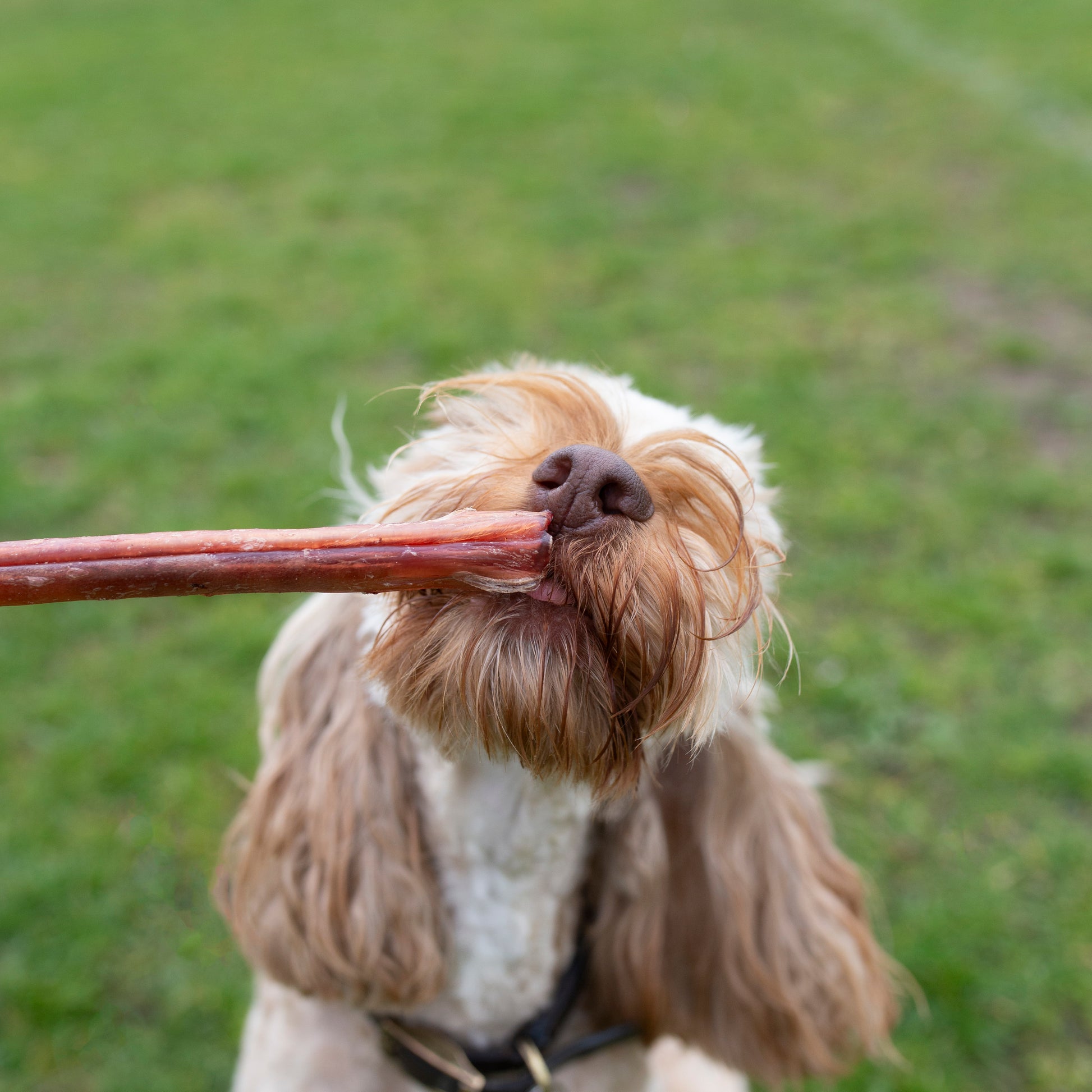 Mabel's Natural Pet Supplies™ Pizzles 24cm dog treats showing natural beef pizzles for dogs on a white background