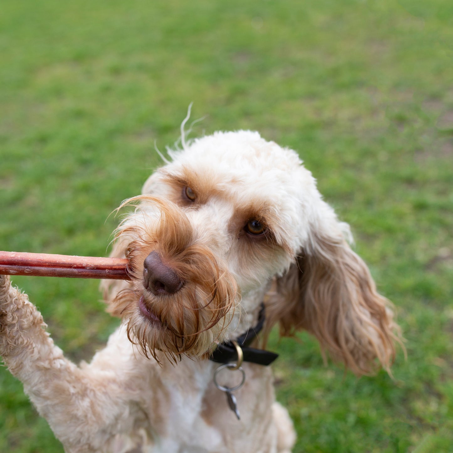 Mabel's Natural Pet Supplies™ 24cm dog treats Pizzles, natural chew treats for dogs, shown in the image.