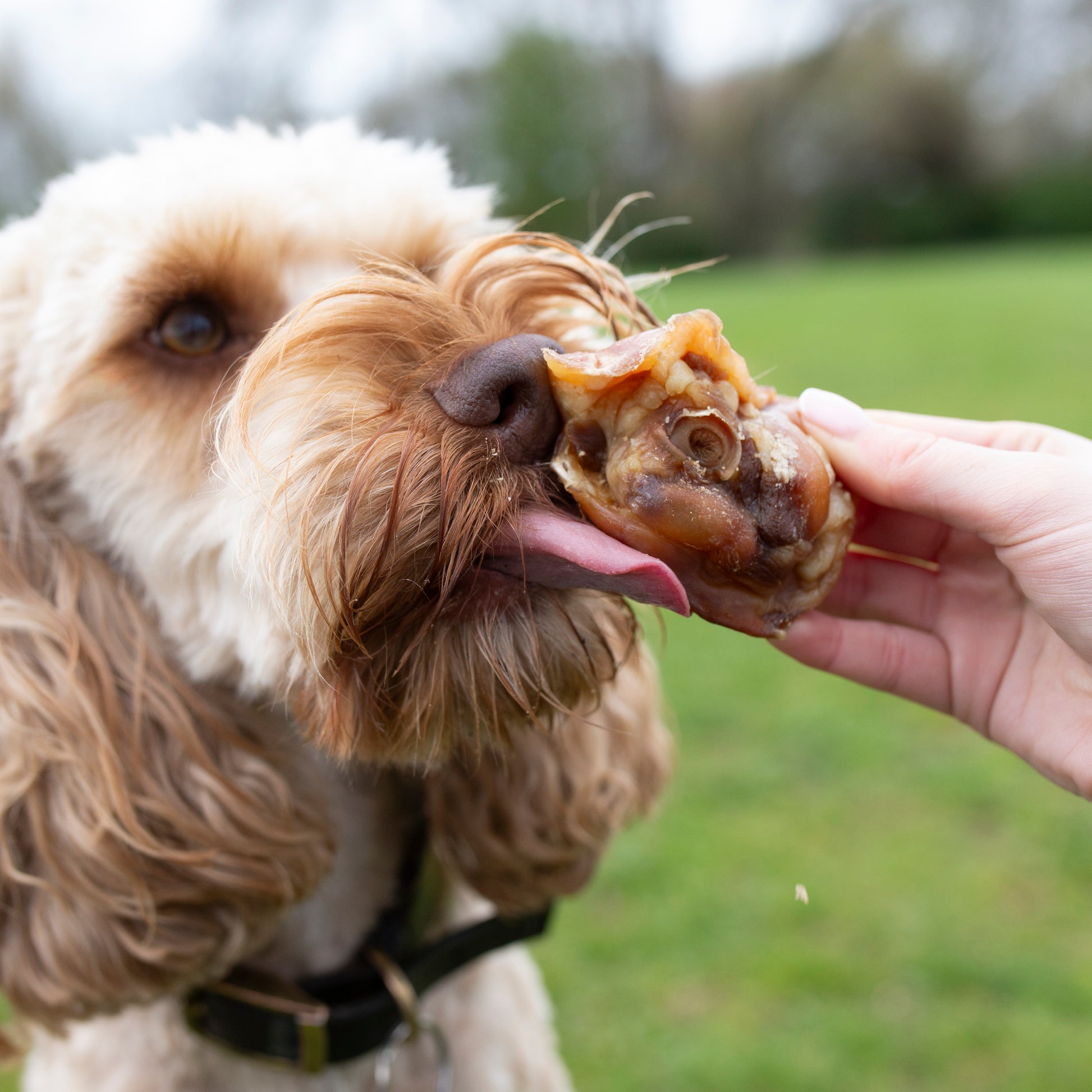 Mabel's Natural Pet Supplies™ Pork Crunch dog treats in a 1kg bulk bag, showing crunchy pork treats on a white background.