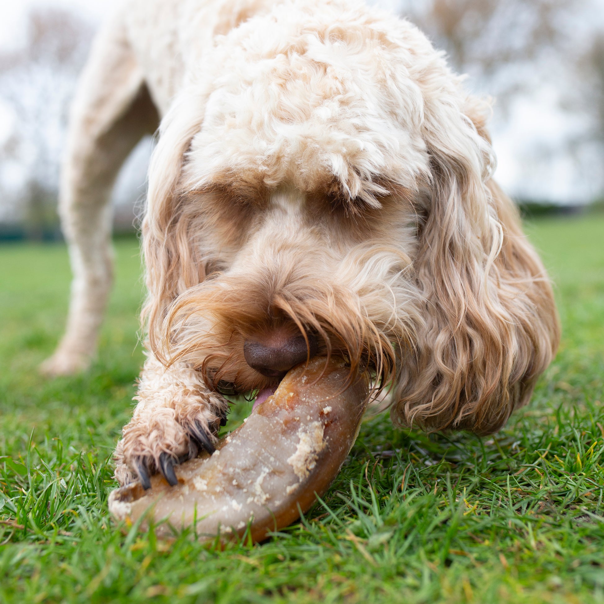 Mabel's Natural Pet Supplies™ filled hoof dog treat showing a large, textured bone-shaped treat with a filled interior for dogs.