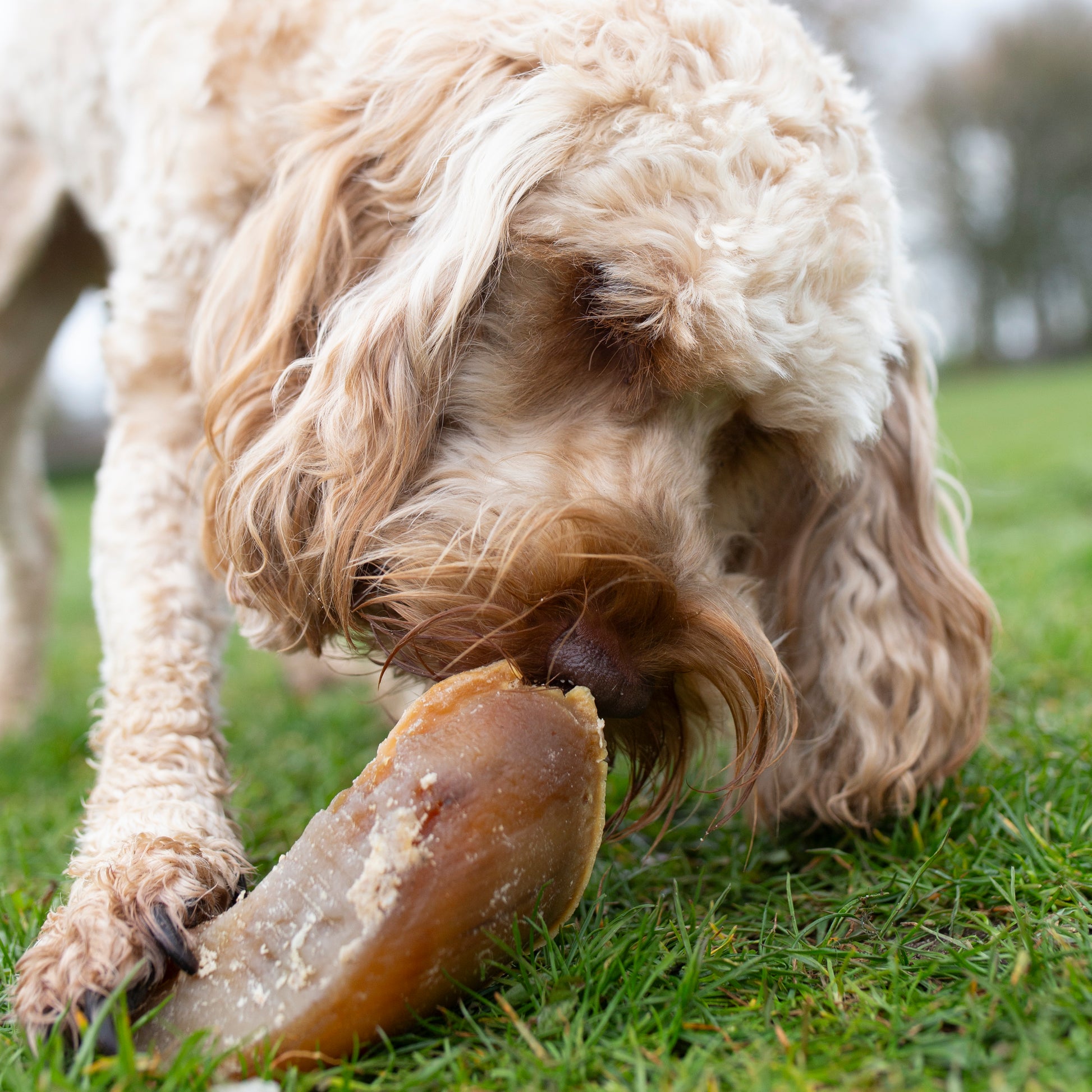 Mabel's Natural Pet Supplies™ filled hoof dog treat with a crunchy exterior and tasty filling, ideal for dog chews and dental health.