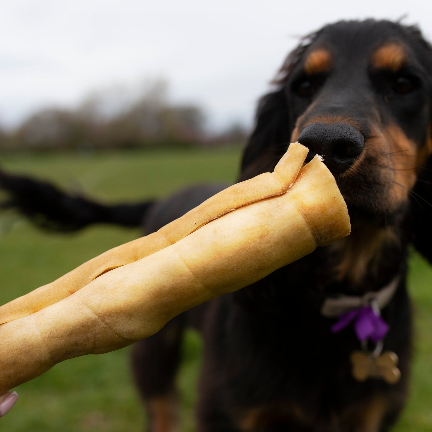 Mabel's Natural Pet Supplies jumbo buffalo roll dog treat, 9-10 inches long lasting chew for dogs, natural and durable pet treat