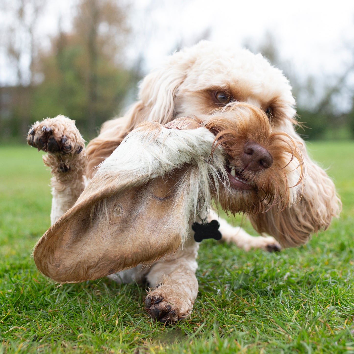 Medium hairy cow ear dog treat from Mabel's Natural Pet Supplies, showcasing a long-lasting, textured beef ear for dogs.