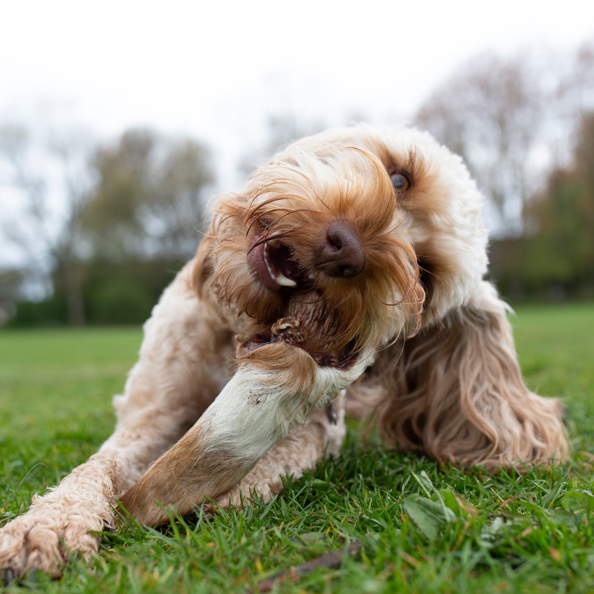 Medium hairy cow ear dog treat from Mabel's Natural Pet Supplies™, showing a long-lasting, textured, natural cow ear for dogs.