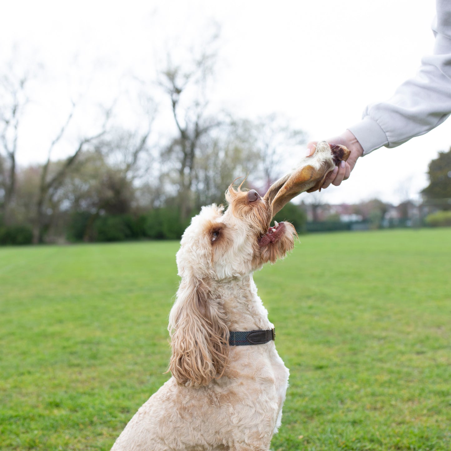 Medium hairy cow ear dog treat from Mabel's Natural Pet Supplies, showing a long-lasting, textured cow ear for dogs.