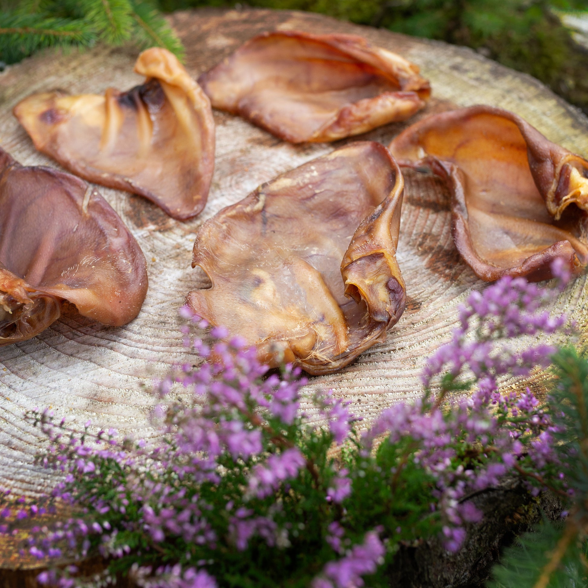 Dog treat image showing a single pig’s ear from Mabel's Natural Pet Supplies™ in a pack of 10 or 50 for dogs.