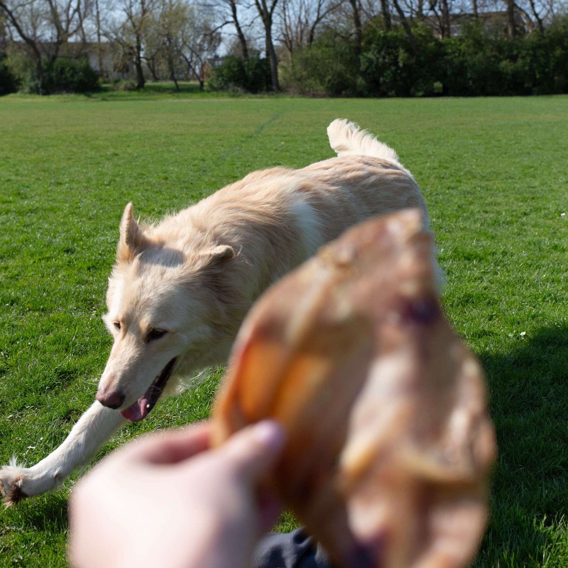Mabel's Natural Pet Supplies dog treats, pig's ear chew, 1 ear in image, available in 10 or 50 pack, natural dog chew treat