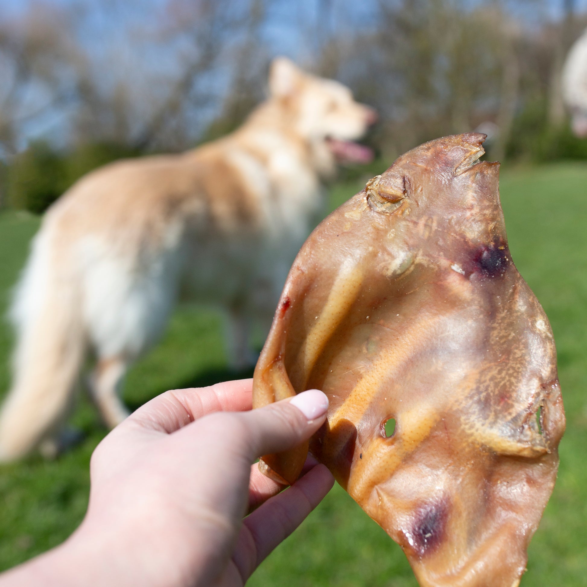 Dog treats featuring Mabel's Natural Pet Supplies pig’s ears, shown in a 10 or 50 pack, ideal for chewy, natural dog chews.