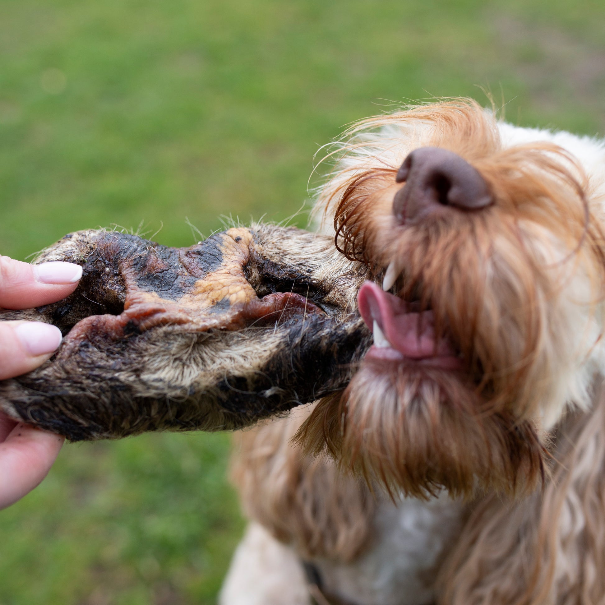 Mabel's Natural Pet Supplies hairy beef snout, single or 1kg bulk bag, close-up of the textured, natural dog treat with a rugged appearance.